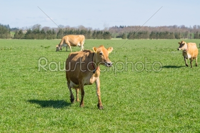 Jersey cows running on grass