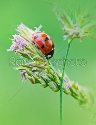 Ladybug sunlight on the field. Beautiful close up of red ladybug in nature