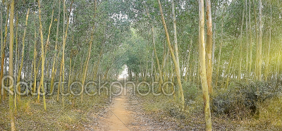 Landscape picture of forest not very dens and man made planted, 