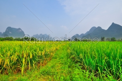 Li river ricefield mountain landscape in Yangshuo Guilin