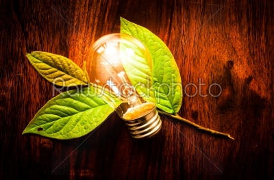 Light bulb on leafs