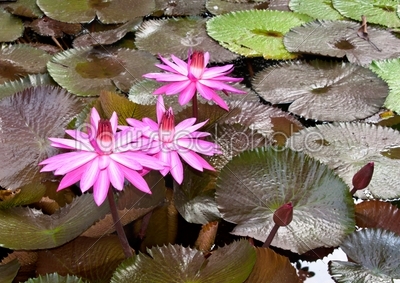 Lotus flower background