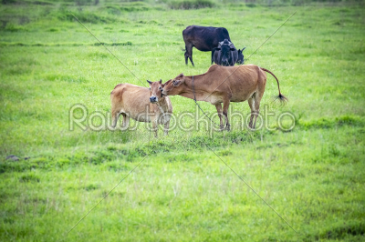 Love is on the air. A Cow carecess another one in flock of some 