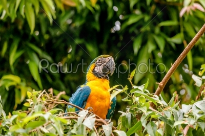 Macaw parrot in a rainforest