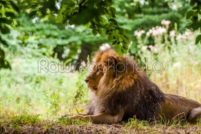 Male lion laying in a forest