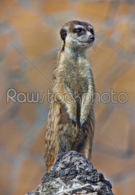 Meerkat (Surikate)