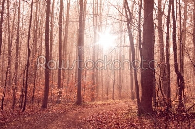 Misty forest foliage with tall trees