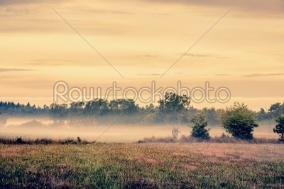 Misty meadow landscape