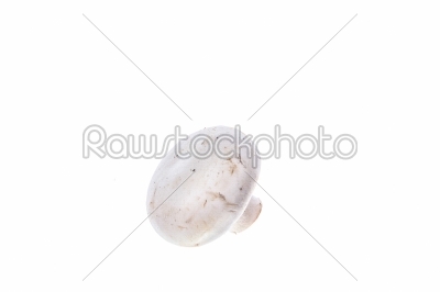 mushroom champignon closeup isolated on white background