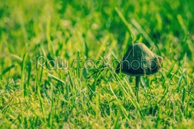 Mushroom in fresh green grass