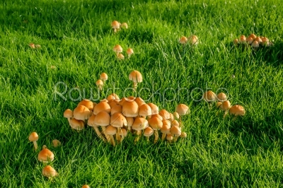 Mushrooms on a lawn
