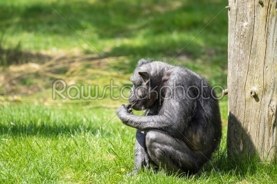 Old chimp eating fruit