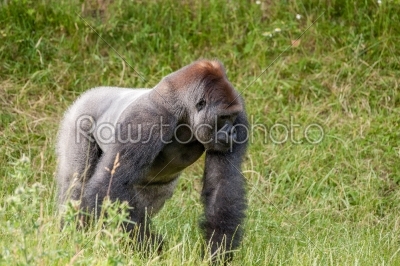 Old gorilla on a grass field