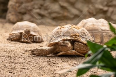 Old turtles crawling in the sand
