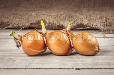 Onions on a row