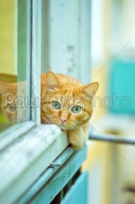 Orange Cat lying on the window sill