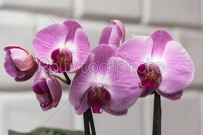 Orchid violet