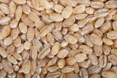 organic barley grains