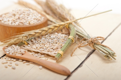 organic wheat grains 