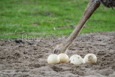 Ostrich looking at it_qt_s eggs