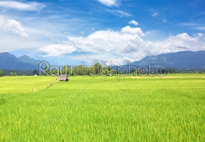 Paddy field of yellow rice harvest season
