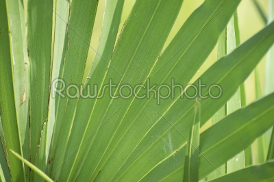 Palm tree leaf radiating like rays out from the centre in the a 