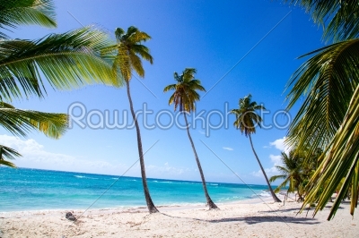 Palm trees on the beach of Isla Saona