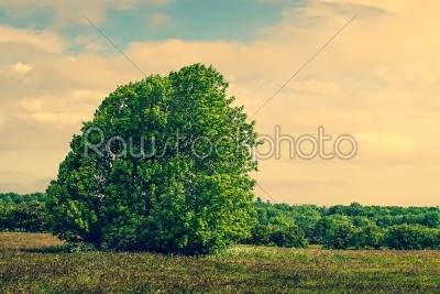 Panorama landscape with a tree