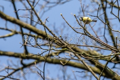 Parus Major bird on a twig