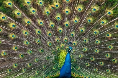 Peacock illustration with beautiful feather