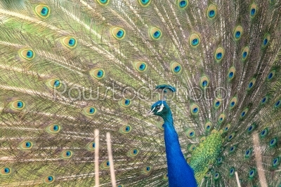 Peacock with open feathers