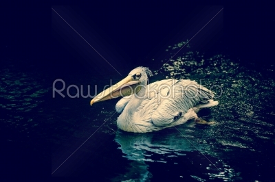 Pelican floating on water