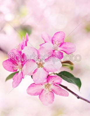 pink apple flowers, bloom