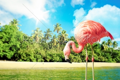 Pink flamingo in the water