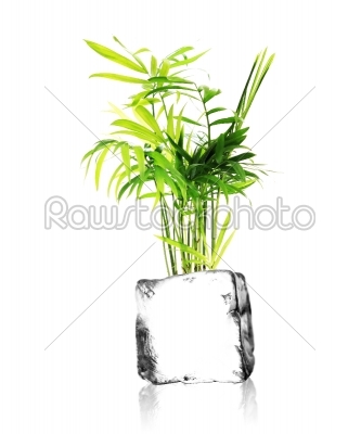 plant and ice cube