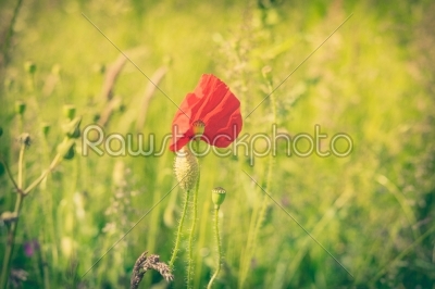 Poppy flower on a field