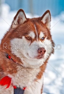 Portrait of Siberian orange Husky in winter