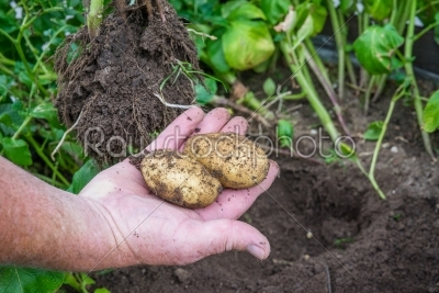 Potatoes from a garden