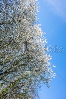 Prunus Cerasifera tree in april