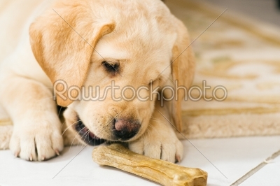 Puppy dog eating toy bone