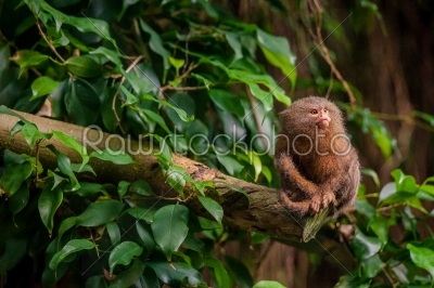 Pygmy Marmoset ape in the jungle
