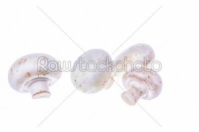 raw types of champignon mushrooms isolated on white background