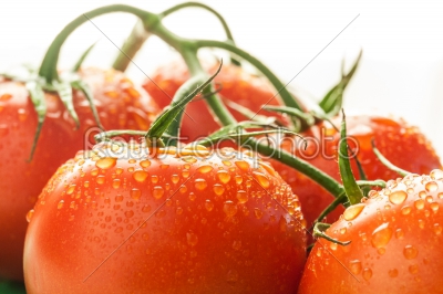 Red Tomatoes with vine