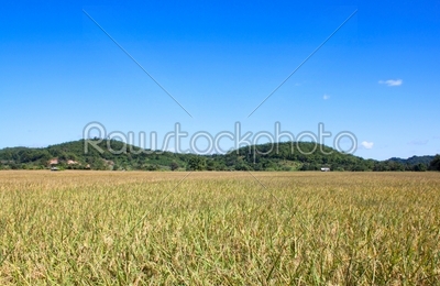 Rice field yellow