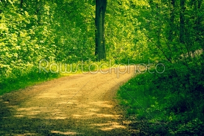 Road in a forest at springtime
