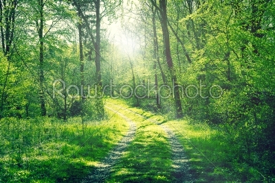 Road in a green forest with sunshine