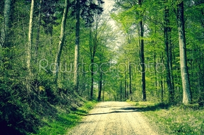 Road in the forest at springtime