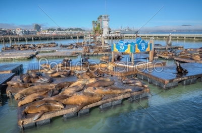 SAN FRANCISCO, USA - SEPTEMBER 03:Sea lions at Pier 39 Panorama