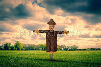 Scarecrow on a green field