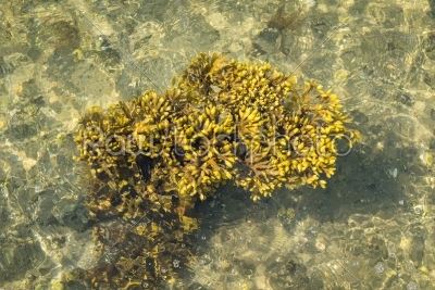 Seaweed in crystal clear water